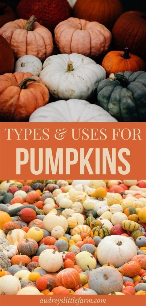 Edible Pumpkin Varieties Chart