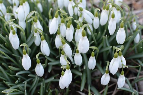 Galanthus Snowdrop Late Winter Early Spring Flower Found In The