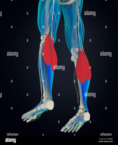 Anatomía Ilustración De Los Músculos De La Pantorrilla Anatomía Humana