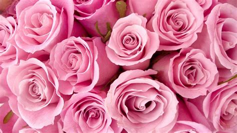 Select your favorite images and download them for use as wallpaper for your desktop or phone. Download Rose Pink Flower Wallpaper HD - 2018 Cute Wallpapers