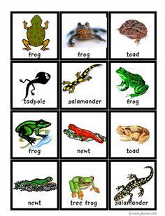 pre-k reptiles/amphibians on Pinterest | Reptiles, Amphibians and