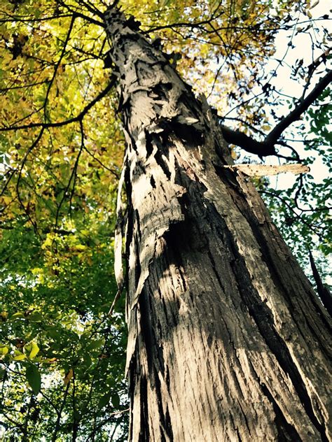 Fresh (2020 season) southern shellbark (king) hickory nuts (qty. A BOOn From Bats: Naturalists Aim To Help Bats Fight ...