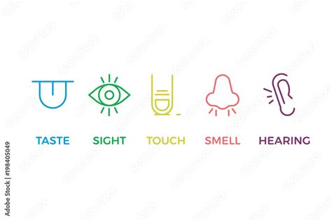 5 Human Senses Illustrations Taste Sight Touch Smell Hearing