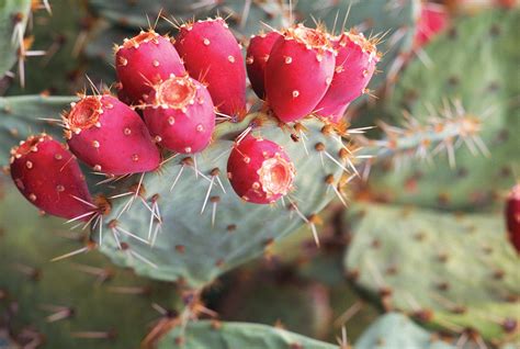 Characteristics Of A Cactus In The Desert So How Do Cacti That Live