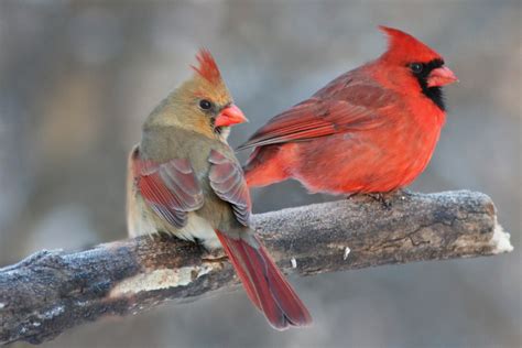 Feeding Cardinals In The Winter How To Attract And Feed Redbirds