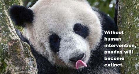 Panda Facts How Much Do You Know About The Rare Bears
