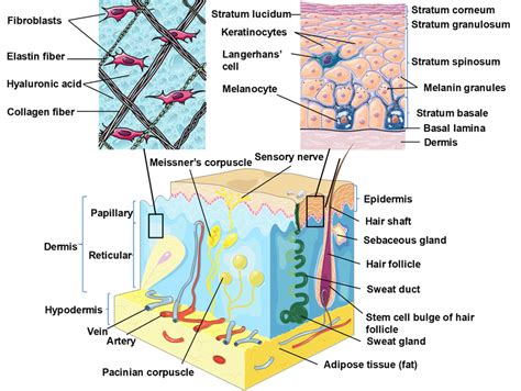 The skin consists of three layers of tissue: Skin structure. Schematic diagram showing the structural ...