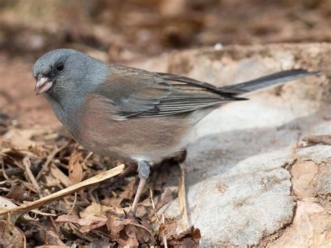 Dark Eyed Junco Celebrate Urban Birds