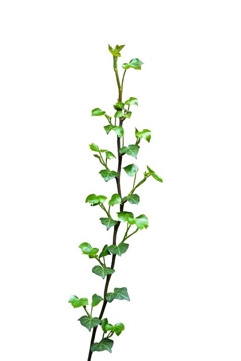 Get Ivy Plant Pictures Png Transparent Background Free Download 46869