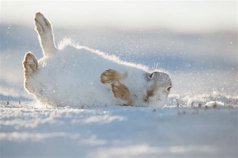Graceful Snow Bunny R Rabbits