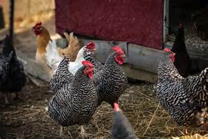 Use our extensive search results to help you choose the best chicken breeds. Egg Layers: Petaluma Chicken Breeds