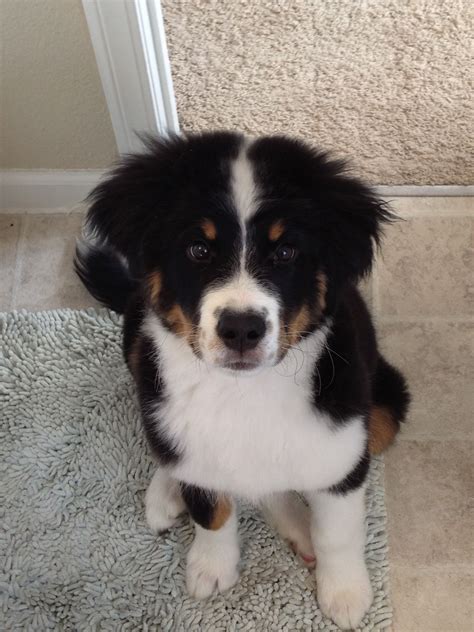 Great Bordernese Great Pyrenees Border Collie And Bernese Mountain