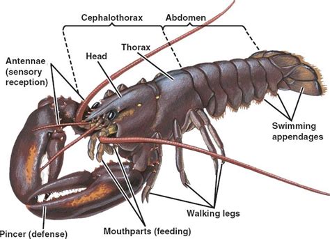 Save your dollars for your business. 1000+ images about Arthropoda on Pinterest | Lobsters ...