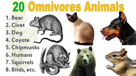 Omnivores Animals Name List Insects Birds Aquatic Animals