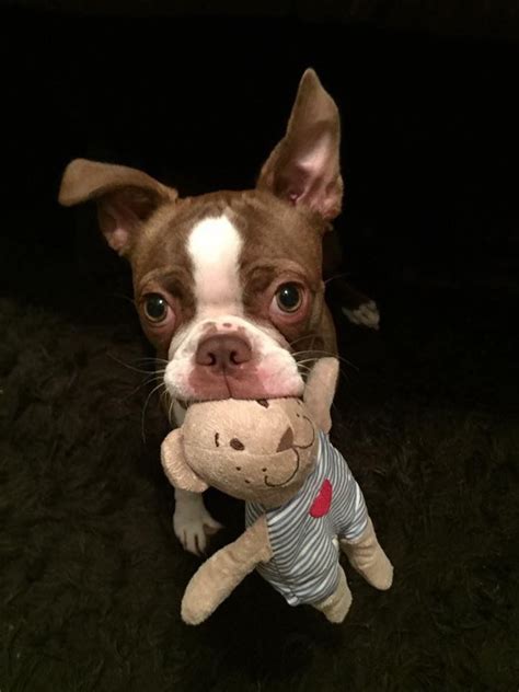 Pin By Donna Sellers On Boston Terriers Boston Terrier Love Boston