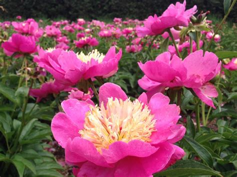 A Must See The Peony Garden At Allerton Park Laptrinhx News