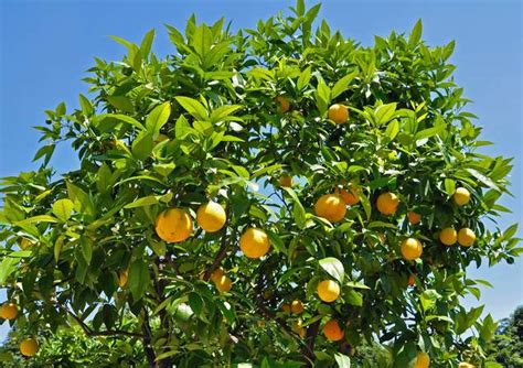 Oranger Plantation Taille Entretien Et Récolte De Saison