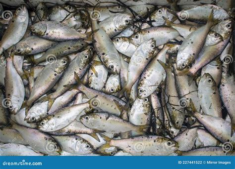 Live Fish Peanut Bunker Striper Baits To Fish with a Fishing Pole Line