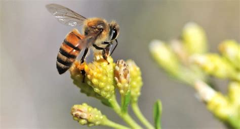 How Honey Bees Help Humans