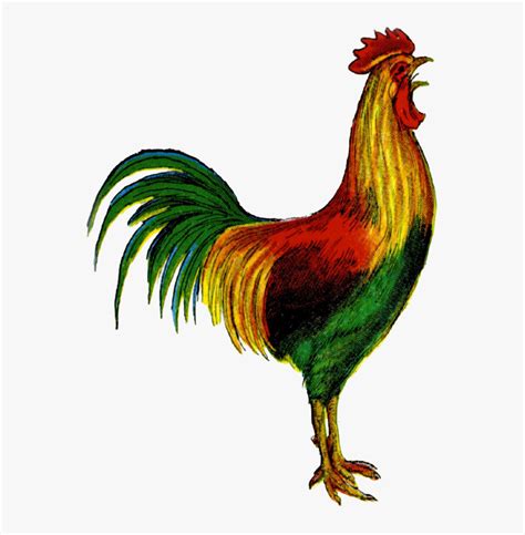 Free Rooster Crowing Clipart