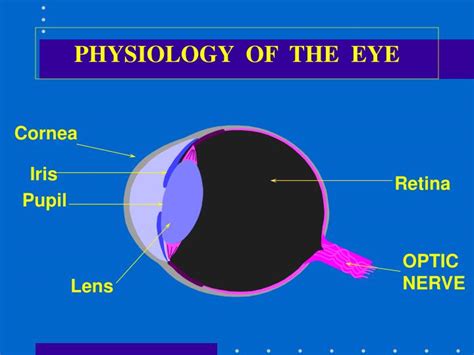 Ppt Physiology Of The Eye Powerpoint Presentation Free Download Id