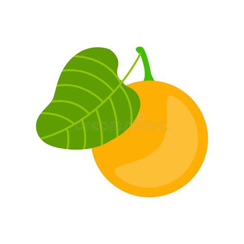 Isolated On White Background A Whole Orange With Leaves Stock Vector