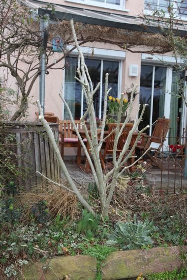 Man schneidet ihn bei bedarf mit einer gartenschwere so in form, dass sein spross gleichmäßig wirkt. Hibiskus schneiden - Mein schöner Garten