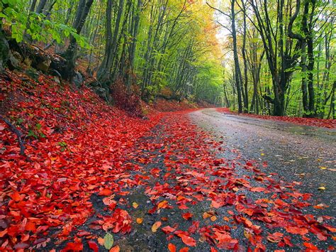 Autumn Path Forest Red Tree Green Toamna Path Peisaj Leaf Autumn Hd Wallpaper Peakpx