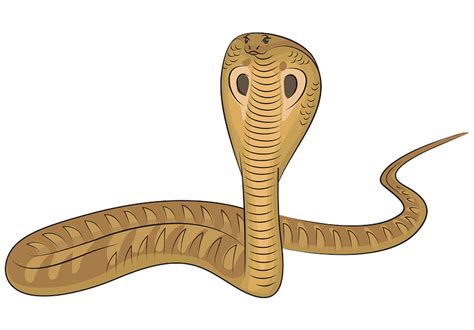 Serpientes Dibujo Cobra Rey Cobras Tatuaje Serpiente Png Clipart