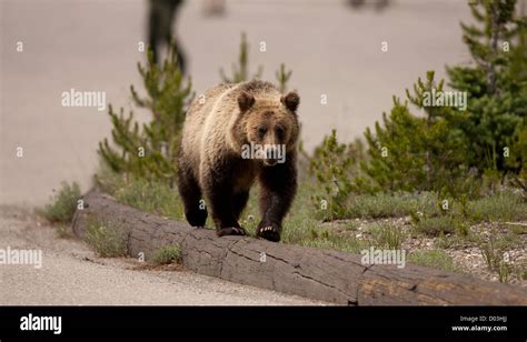 Grizzly Bear Yellowstone National Park Stock Photo Alamy