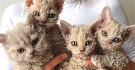 Adorable Curly Haired Cats Look Like They Got Perms