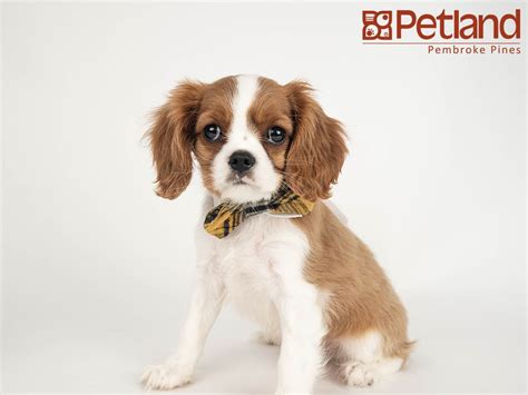See more of cavalier king charles spaniel puppies for adoption on facebook. Petland Florida has Cavalier King Charles Spaniel puppies ...
