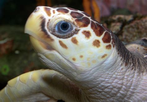 Loggerhead Sea Turtle Classification