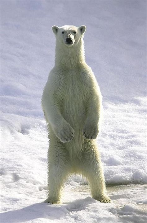 Ijsberen Polar Bears おしゃれまとめの人気アイデア｜pinterest｜henk Vermeulen クマ