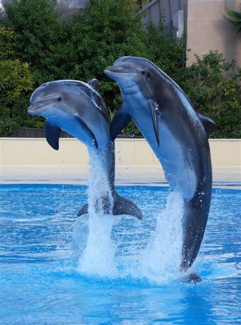 7 Facts About Dolphins You Probably Didnt Know Lifestyle