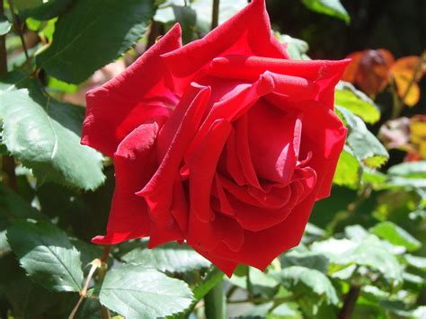 Maybe you would like to learn more about one of these? Red Rose Singles Lancaster Pa