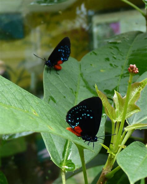 There is a range of cassia trees, and the bonus is that they attract three types of florida butterflies. Attracting Butterflies To Your Miami Garden - The 16 Best ...