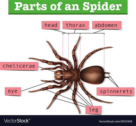 Maybe you would like to learn more about one of these? Diagram showing parts of spider Royalty Free Vector Image
