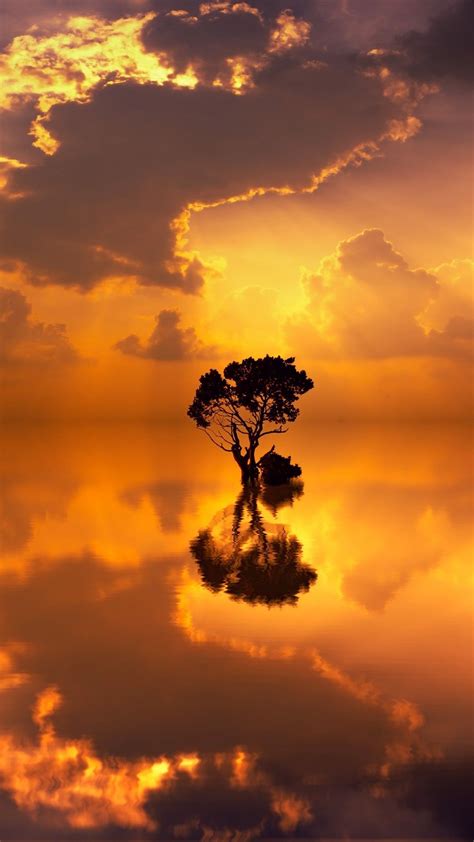Sky Nature Cloud Tree Afterglow Sunset Iphone Wallpaper Sunset