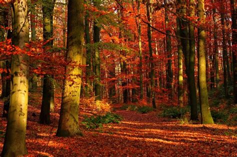 Autumn Trees Bing Images Nature Scenes Pinterest