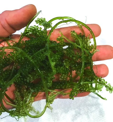 Macro Algae For Sale Buy Macroalgae Macro Algae Saltwater Plants