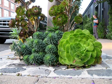 Ginormous Succulent Look At These Enormous Outdoor Beauties