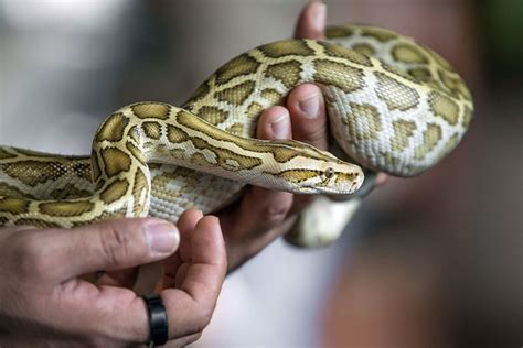 Burmese Pythons As Pets What You Need To Know