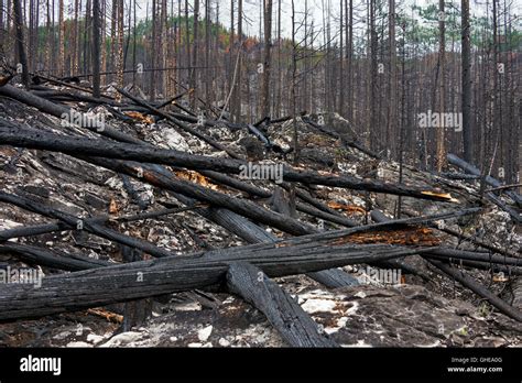 Charred Tree Trunks And Scorched Earth Burned By Forest Fire Jasper