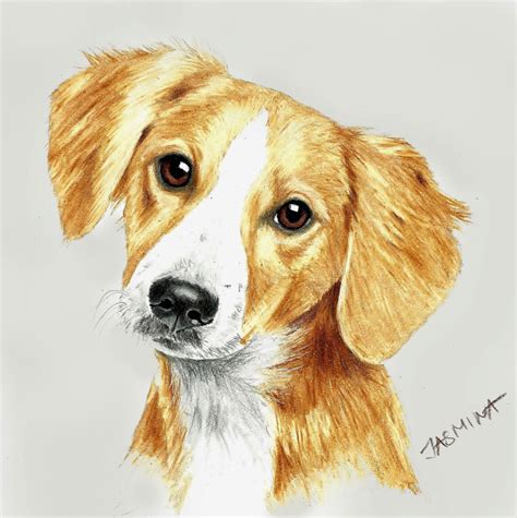 The best time to sketch your pet is when it is sleeping. Puppy portrait - colored pencil drawing by JasminaSusak on DeviantArt
