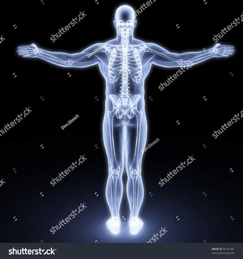 Human Body By Xrays 3d Render Stock Illustration 56191381 Shutterstock