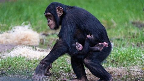 Chester Zoo Celebrates Birth Of Worlds Rarest Chimpanzee Bbc News