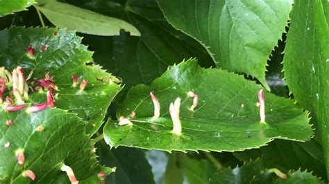 The gall mites modify the growth of the leaf cells. Common lime - nail gall mites on leaves - June 2020 - YouTube