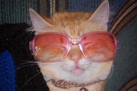 20 Awesome Cats Wearing Sunglasses
