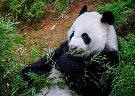 Giant Panda In Singapore Zoo Stock Image Image Of Pond Cold 75015613